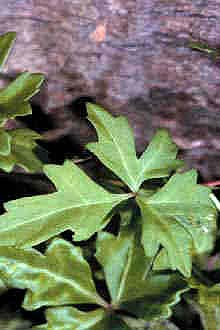 <i>Sicyos trifoliatus</i> L.