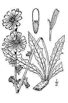 <i>Cichorium intybus</i> L. var. sativum (Bisch.) Janch.