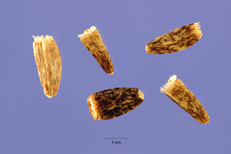 <i>Cichorium intybus</i> L. var. sativum (Bisch.) Janch.