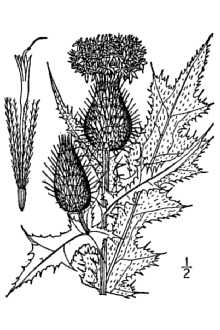 <i>Cirsium lanceolatum</i> (L.) Scop. var. hypoleucum DC.