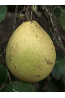 <i>Citrus grandis</i> (L.) Osbeck