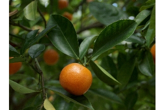 <i>Citrus madurensis</i> auct. non Lour.