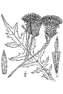 <i>Cirsium muticum</i> Michx. var. subpinnatifidum (Britton) Fernald