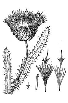 <i>Carduus undulatus</i> Nutt. var. canescens (Nutt.) Porter