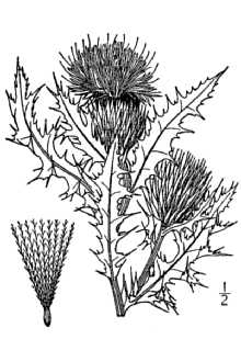 <i>Cirsium odoratum</i> (Muhl. ex W. Bartram) Petr.
