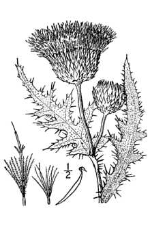 <i>Carduus undulatus</i> Nutt. var. canescens (Nutt.) Porter
