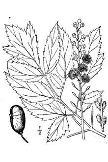 <i>Cimicifuga racemosa</i> (L.) Nutt.