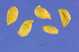 <i>Citrus sinensis</i> (L.) Osbeck, database artifact