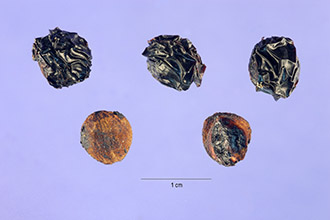 <i>Citharexylum fruticosum</i> L. var. smallii Moldenke
