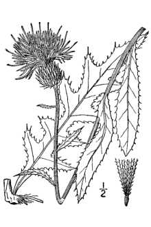 <i>Carduus virginianus</i> L.
