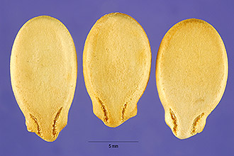 <i>Citrullus colocynthis</i> (L.) Schrad. var. lanatus (Thunb.) Matsum. & Nakai