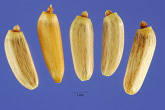 <i>Carduus vulgaris</i> Savi