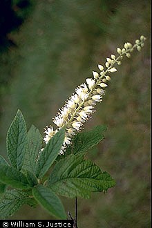 USDA Plants Database Plant Profile General