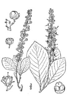 <i>Clethra alnifolia</i> L. var. tomentosa (Lam.) Michx.
