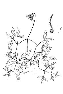 <i>Clematis crispa</i> L. var. walteri Pursh