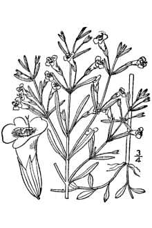 <i>Calamintha glabella</i> (Michx.) Benth. var. angustifolia (Torr.) DeWolf