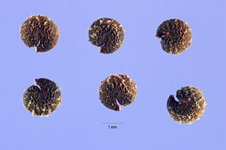 <i>Cleome pentaphylla</i> L.