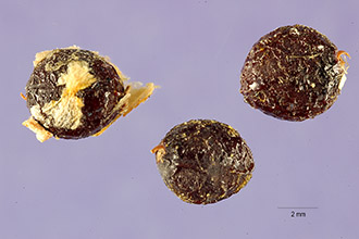 Laurel-leaf Pigeonwings