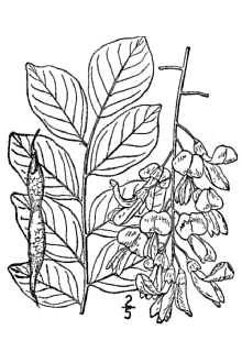 <i>Cladrastis lutea</i> (Michx. f.) K. Koch