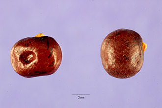 <i>Martiusia mariana</i> (L.) Small