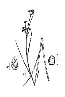 <i>Mariscus mariscoides</i> (Muhl.) Kuntze