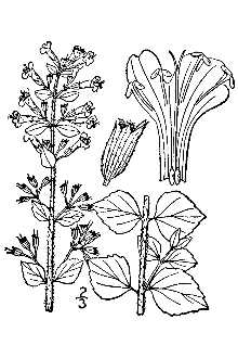 <i>Satureja calamintha</i> (L.) Scheele var. nepetoides (Jord.) Briq.