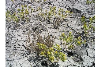 Rocky Mountain Stickweed