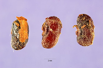 <i>Clitoria pinnata</i> (Pers.) R.H. Sm.
