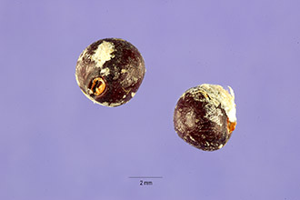 Sickle Pigeonwings
