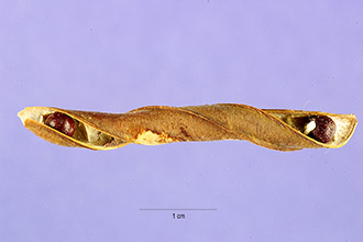 <i>Clitoria rubiginosa</i> Juss. ex Pers.