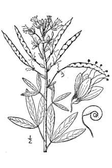 <i>Cleome serrulata</i> Pursh var. angusta (M.E. Jones) Tidestr.