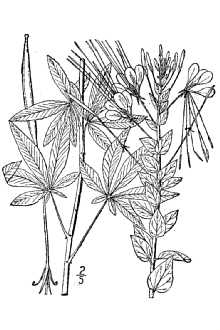 <i>Tarenaya spinosa</i> (Jacq.) Raf.