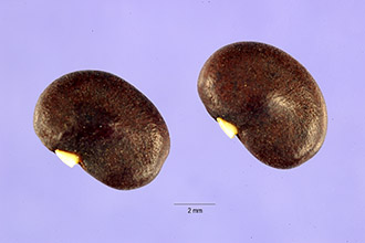 <i>Clitoria ternatea</i> L. var. alba hort.