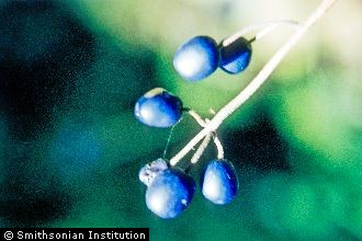 <i>Xeniatrum umbellulatum</i> (Michx.) Small