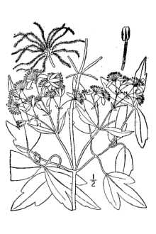 <i>Clematis virginiana</i> L. var. missouriensis (Rydb.) Palmer & Steyerm.