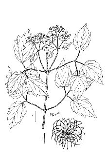 <i>Clematis virginiana</i> L. var. missouriensis (Rydb.) Palmer & Steyerm.