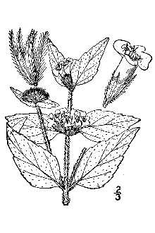 <i>Satureja vulgaris</i> (L.) Fritsch var. neogaea Fernald