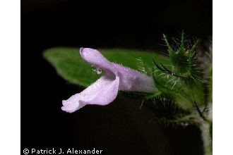 <i>Clinopodium vulgare</i> L. var. neogaea (Fernald) C.F. Reed