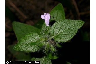 <i>Satureja vulgaris</i> (L.) Fritsch var. diminuta (Simon) Fernald & Wiegand