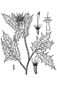 <i>Cirsium pugnax</i> Sommier & Levier