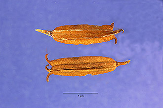 <i>Corchorus acutangulus</i> Lam.
