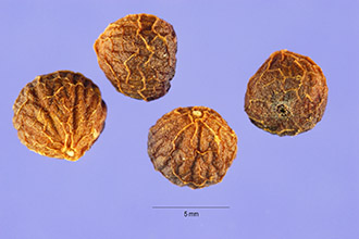 <i>Swida alternifolia</i> (L. f.) Small