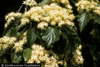 <i>Swida alternifolia</i> (L. f.) Small