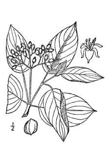 <i>Cornus amomum</i> Mill. ssp. amomum
