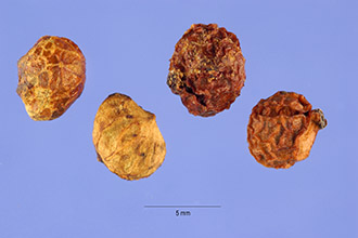<i>Swida amomum</i> (Mill.) Small