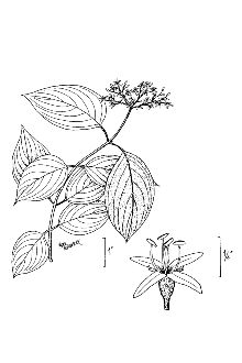 <i>Cornus amomum</i> Mill. ssp. amomum