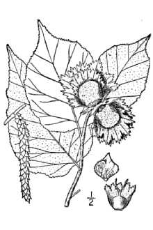 <i>Corylus americana</i> Walter var. indehiscens Palmer & Steyerm.