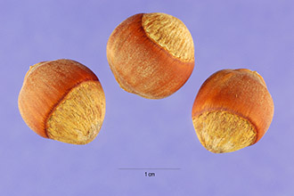 <i>Corylus americana</i> Walter var. indehiscens Palmer & Steyerm.
