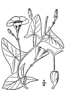 <i>Strophocaulos arvensis</i> (L.) Small