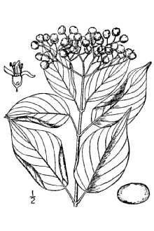 <i>Swida asperifolia</i> (Michx.) Small